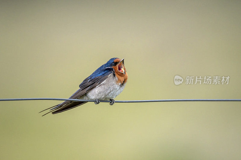 欢迎吞咽(Hirundo neoxena)